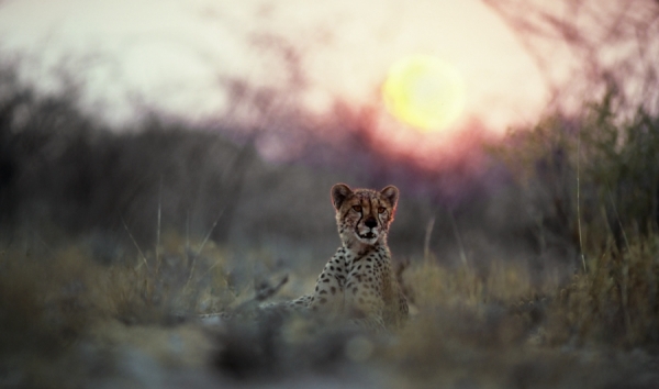Photograph Mark Vincent Mueller Cheetah Pastel on One Eyeland